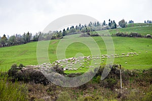 Colorful countryside view in carpathians with sheep