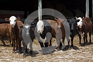 Colorful cows