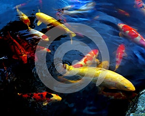 Colorful coy fish