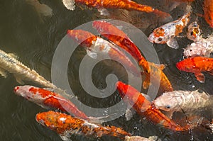 Colorful Coy Fish Swimming in a Pond