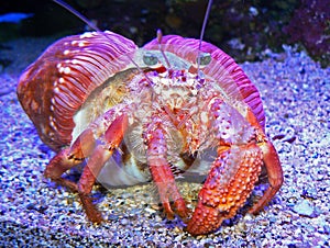 Colorful Crab