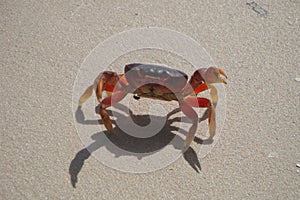 Colorful crab with a fly under the belly on the beach