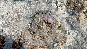 The colorful crab hides among the rocks under the water, underwater on stones