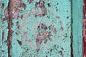 Colorful craquelure of the delaminated paint on wooden door background. Wooden texture background with old paint peels. Weathered