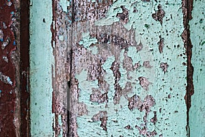 Colorful craquelure of the delaminated paint on wooden door background. Wooden texture background with old paint peels. Weathered