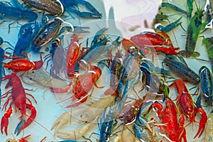 Colorful Crayfish Procambarus clarkii photo