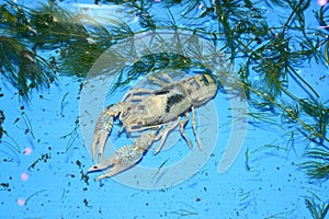 Colorful crayfish Procambarus Clarkii Clear .