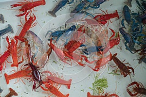 Colorful Crayfish Procambarus clarkii photo