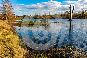 Colorful Creekfield Lake at Brazos Bend Texas