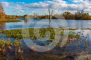 Colorful Creekfield Lake at Brazos Bend Texas