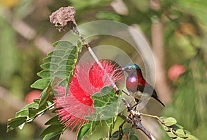 A colorful Crimson Backed Sunbird