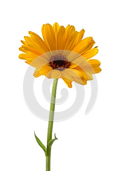 Common marigold isolated on white background