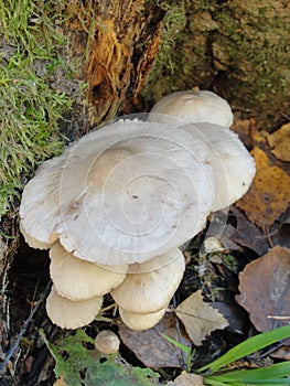 Forest fungi marasmius torquescens  growing on a rotten tree stump in late summer.