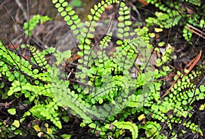 Maidenhair spleenwort (Asplenium trichomanes)