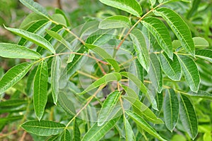 Terebinth (Pistacia terebinthus) photo