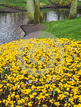 Colorful crocus bloom at the Keukenhof Gardens