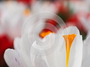 Colorful crocus bloom at the Keukenhof Gardens