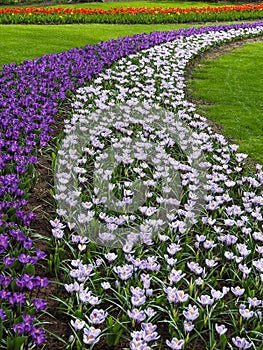 Colorful crocus bloom at the Keukenhof Gardens