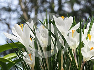 Colorful crocus bloom at the Keukenhof Gardens