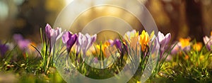 The colorful crocus flowers blooming in a serene spring garden. AI generated image