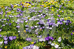 Sunny meadow with purple and yellow flowers, joyous spring season