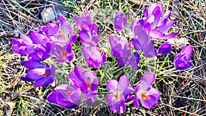 Colorful Crocuses Spring flowers Blooms