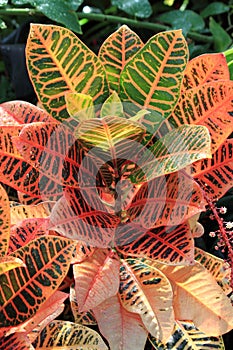 Colorful Croton Plant