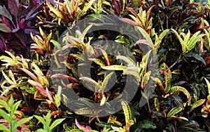 Colorful crotons plants