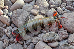 Colorful crustacean peacock or harlequin mantis shrimp, painted mantis or clown mantis shrimp on dark lava stones.