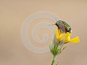 Colorful Cryptocephalus sericeus beetle sitting on a yellow blooming flower