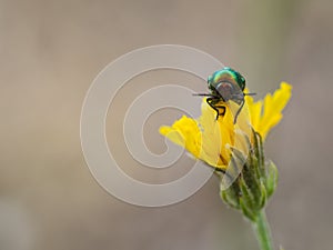 Colorful Cryptocephalus sericeus beetle sitting on a yellow blooming flower