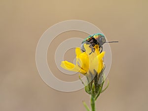 Colorful Cryptocephalus sericeus beetle sitting on a yellow blooming flower