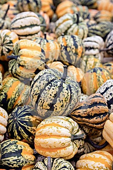 Colorful cucurbita pepo, pumpkins for autumn decoration or soup