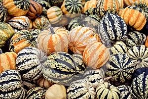 Colorful cucurbita pepo, vegetable gourds for soups or microwave