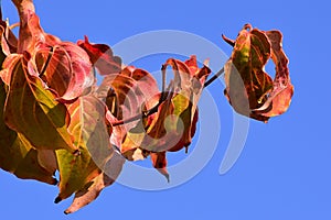 Colorful curly yellow and red to orange leaves of Japanese Dogwood Cornus Kousa during autumn season, blue sky background