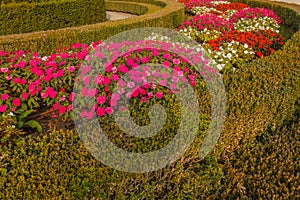 Colorful curve of new guinea flowers in a garden