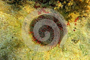 Colorful Cushion sea stars in tropical coral reef. Marine animal looking like bumpy pillow. Closeup photo of Pin cushion sea star.