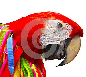 Colorful cutout of red parrot with tassels and ribbons