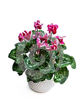 Colorful cyclamen flower in clay pot isolated on white