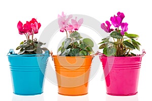 Colorful Cyclamen in row pots