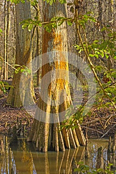 Colorful Cypress Trunk in a Wetland