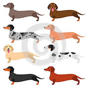 Colorful Dachshund set