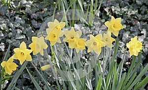 Colorful Daffodils in Springtime at Low Dinsdale.