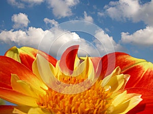 Colorful dahlia against bright summer sky