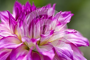 Colorful Dahlia Flower