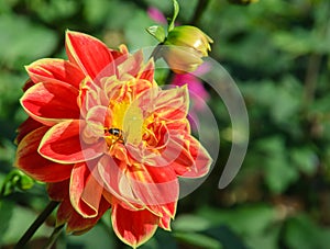 Colorful dahlia flower with bee