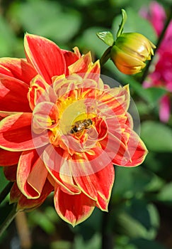 Colorful dahlia flower with bee