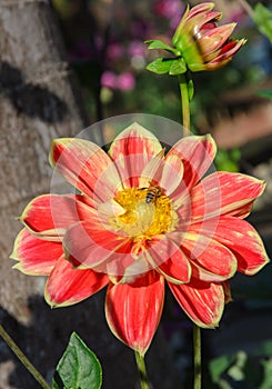 Colorful dahlia flower with bee