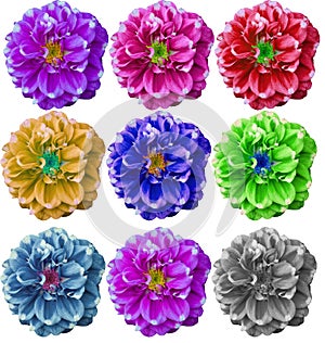 Colorful Dahlia flower in white background