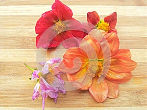 Colorful dahlia flower on wooden background